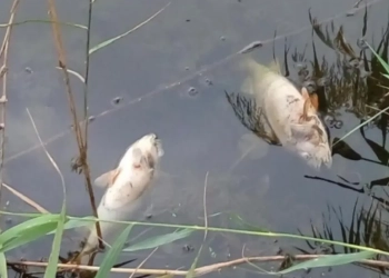 Забруднення річки