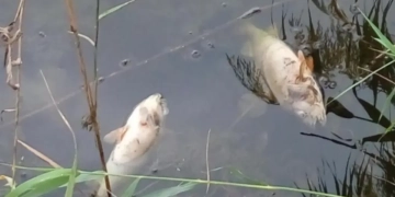 Забруднення річки