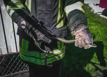 На Тернопільщині знайшли змію