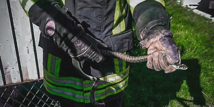 На Тернопільщині знайшли змію