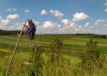 Карбонатне болото