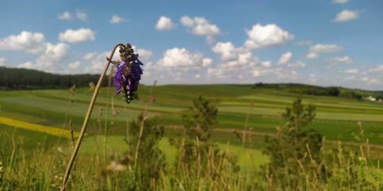 Карбонатне болото