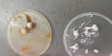 Наркотики в посилці