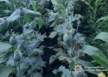 Поліція виявила плантацію наркотиків