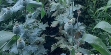 Поліція виявила плантацію наркотиків