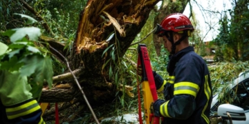 Негода повалила дерева
