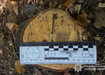 Незаконна порубка лісу