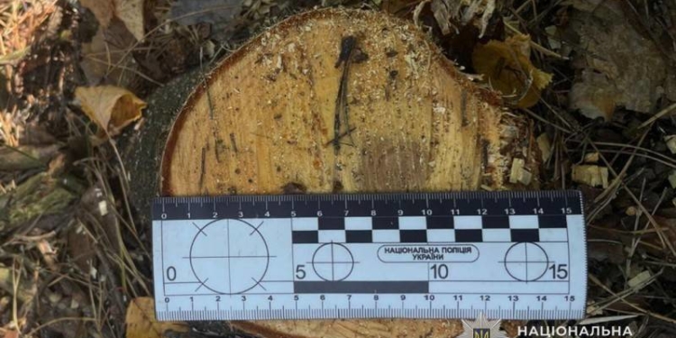 Незаконна порубка лісу