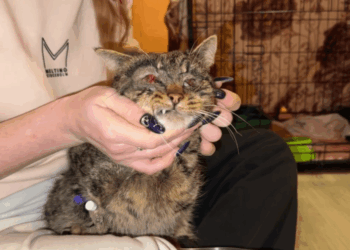 знущання з кота