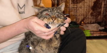 знущання з кота