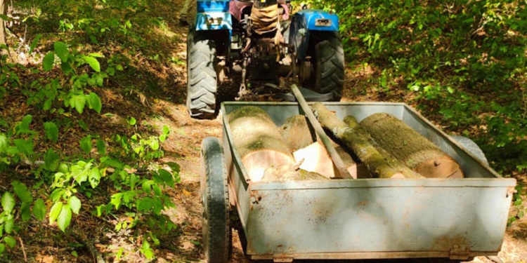 Незаконна вирубка на Тернопільщині