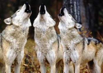 На Тернопільщині помітили вовків