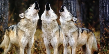 На Тернопільщині помітили вовків