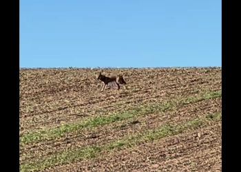 На Тернопільщині помітили вовків