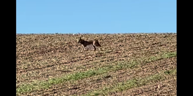 На Тернопільщині помітили вовків