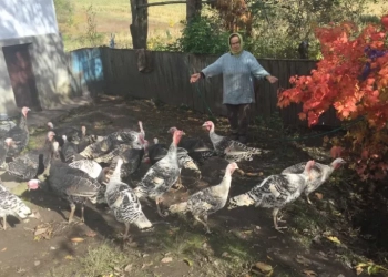 викрали 28 індиків