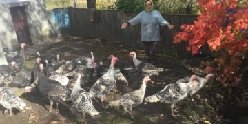 викрали 28 індиків