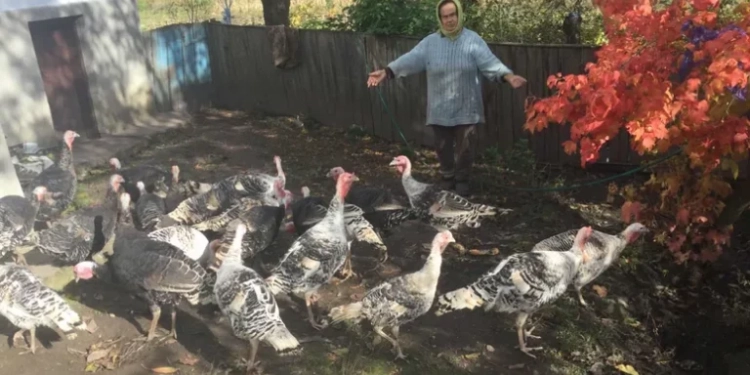 викрали 28 індиків