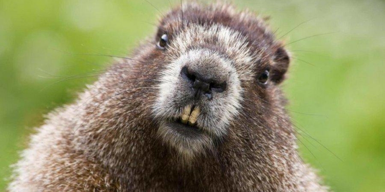 врятували травмованого бобра