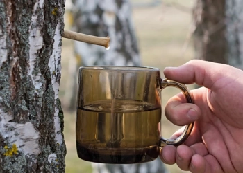 За самовільне добування березового соку загрожують штрафи