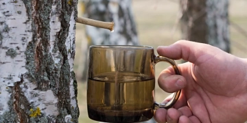 За самовільне добування березового соку загрожують штрафи