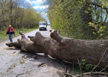 Буревій на Тернопільщині: понад 80 виїздів дорожників та масові відключення світла