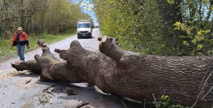 Буревій на Тернопільщині: понад 80 виїздів дорожників та масові відключення світла
