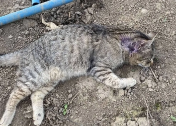 Масова загибель тварин у Касперівцях