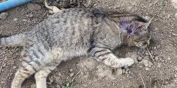 Масова загибель тварин у Касперівцях