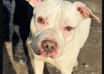 У Тернополі на вулиці Чубинського знайдено собаку