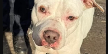 У Тернополі на вулиці Чубинського знайдено собаку