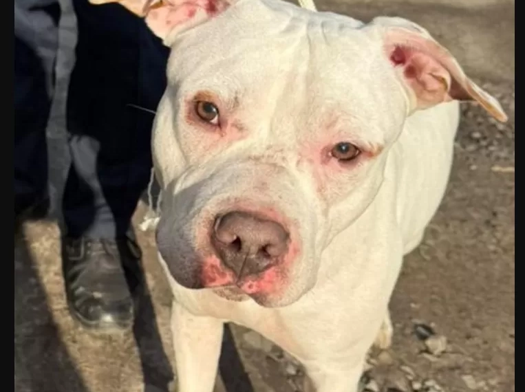 У Тернополі на вулиці Чубинського знайдено собаку