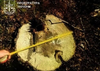 На Тернопільщині прокуратура вимагає стягнути з ДП «Ліси України» понад 858 тис. грн за незаконну вирубку