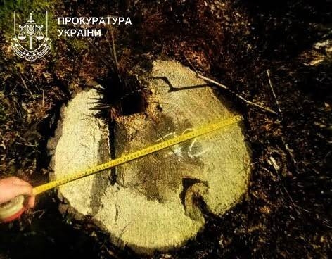 На Тернопільщині прокуратура вимагає стягнути з ДП «Ліси України» понад 858 тис. грн за незаконну вирубку
