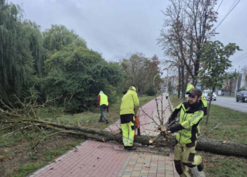 На дамбі Тернопільського ставу видалять аварійні каштани
