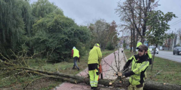 На дамбі Тернопільського ставу видалять аварійні каштани