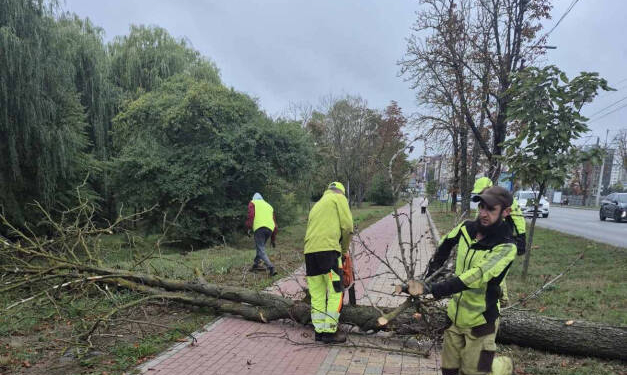 На дамбі Тернопільського ставу видалять аварійні каштани